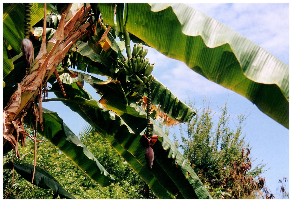 02 - Le Jardin D'Eden (3).jpg